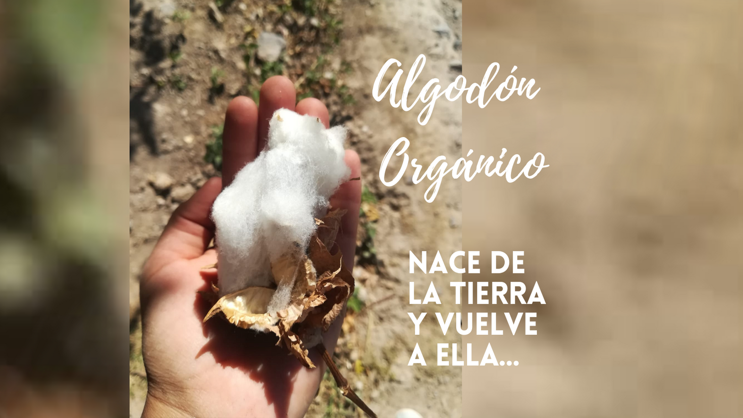 Algodón orgánico- ropa interior de algodón- día de la tierra- moda sostenible